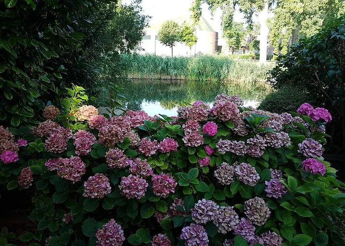 Quaamsterdam Amszterdam